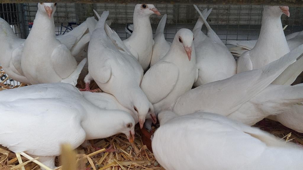 Meerdere Witte jonge postduiven, Plusieurs animaux, Pigeon voyageur