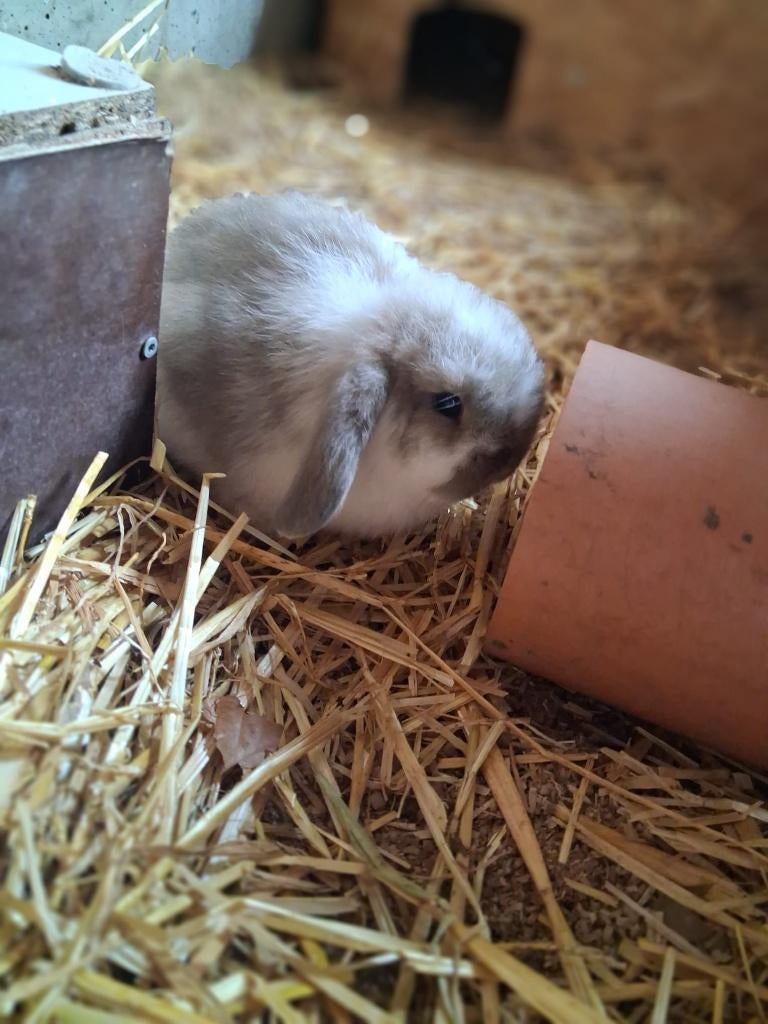 Dwerg hangoorkonijnen, Dieren en Toebehoren, Dwerg