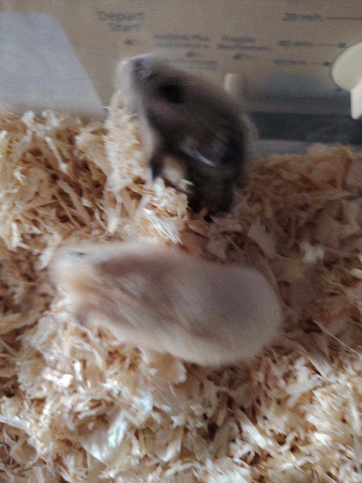 Handtamme Dwerghamsters, Dieren en Toebehoren, April