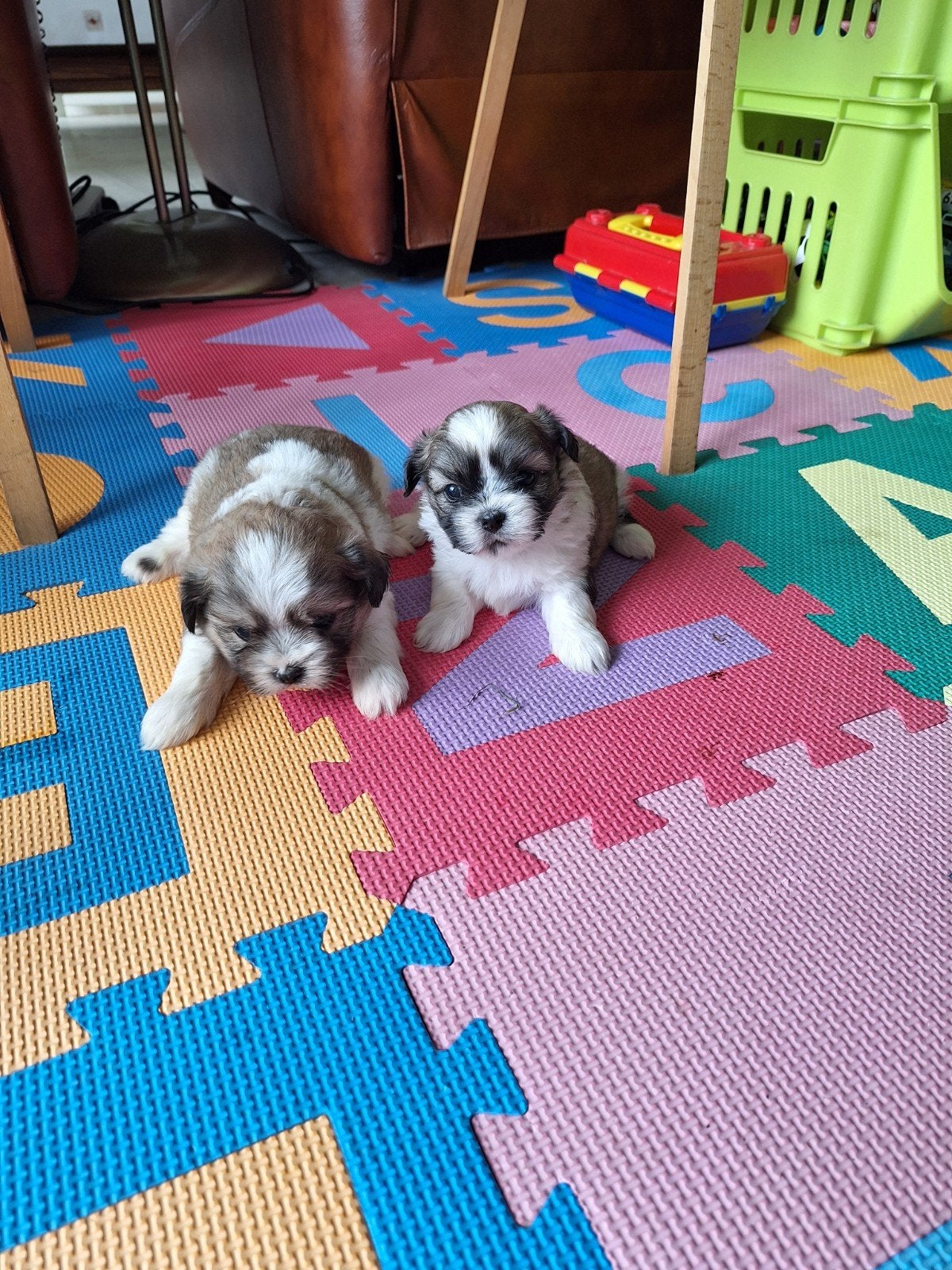 Shih tzu pups, Dieren en Toebehoren, België, CDV (hondenziekte), 8 tot 15 weken, Meerdere