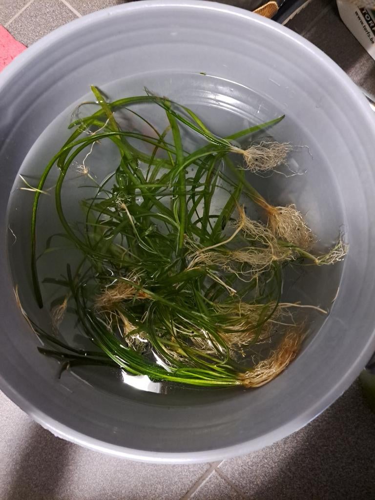 Grote partij waterplanten voor aquarium