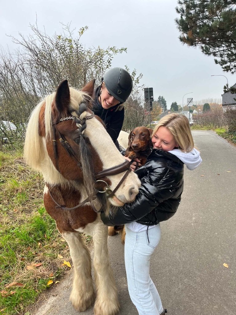 Bijrijder gezocht voor mijn lieve tinkermerrie, Minder dan 160 cm, Zadelmak, 11 jaar of ouder, Recreatiepaard