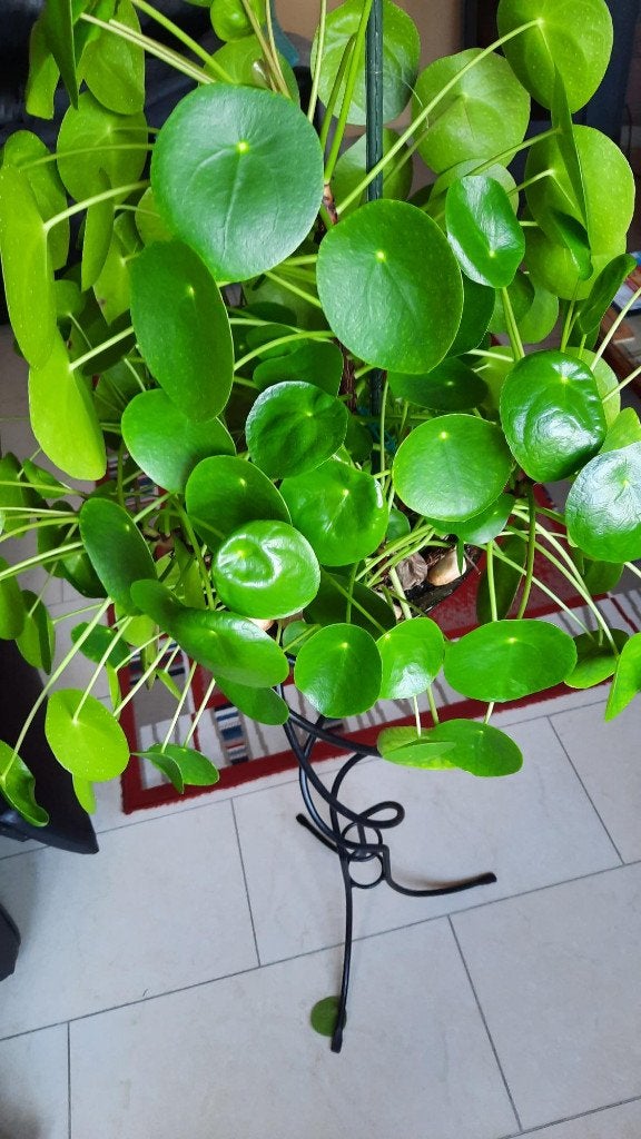 Plante Pilea, Autres espèces, En pot, Enlèvement, Plante verte