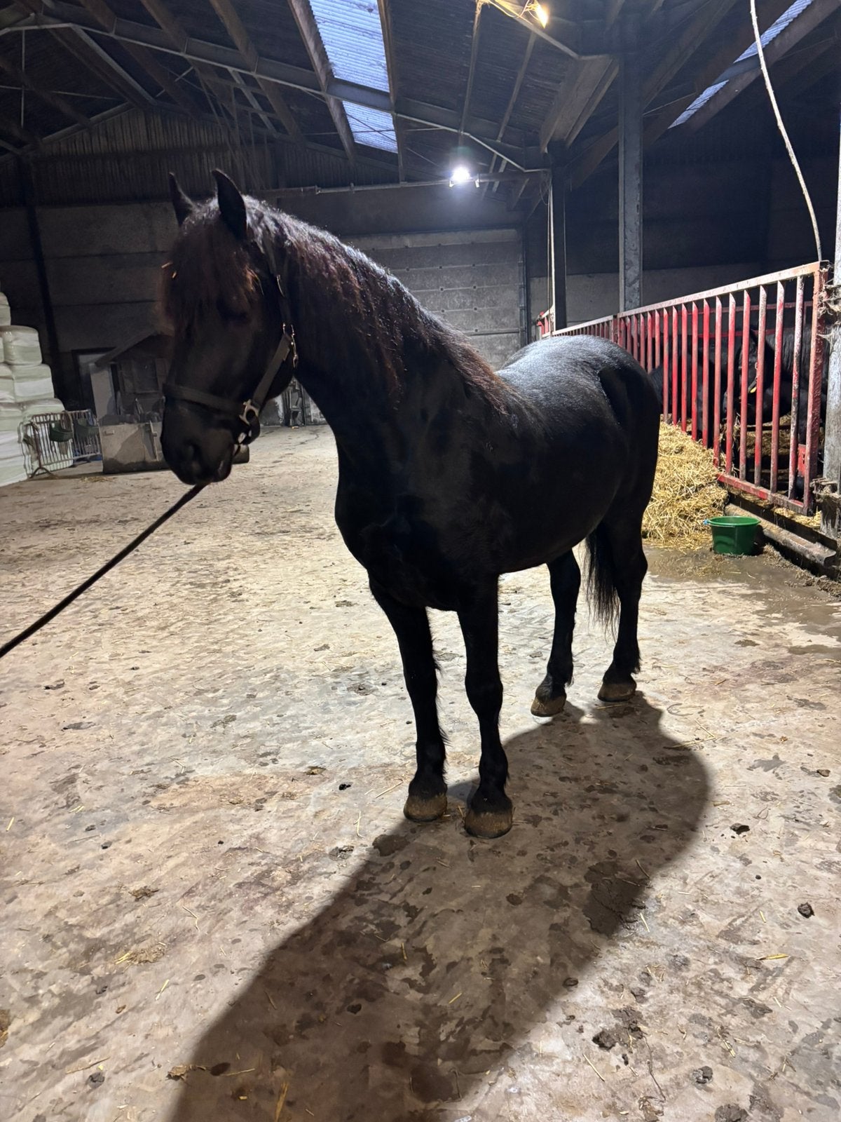 Arabo Friese ruin, Dieren en Toebehoren, Paarden, Gechipt, Ruin, Niet van toepassing, 7 tot 10 jaar