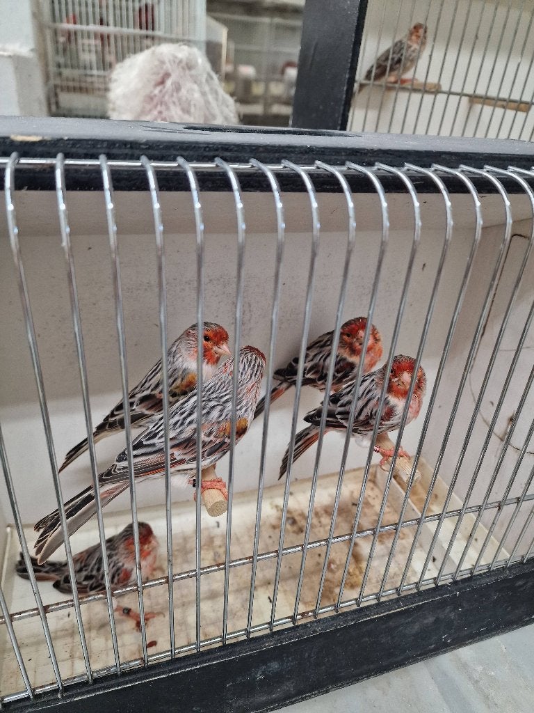 Alles moet weg wegens stoppen met de hobby, Dieren en Toebehoren, Meerdere dieren, Kleurkanarie