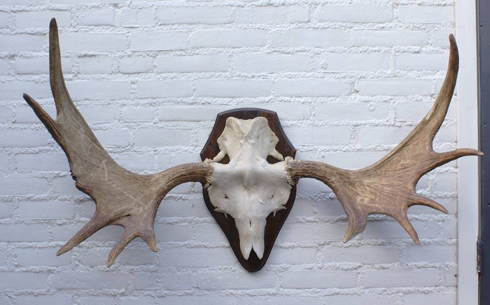 Groot Scandinavisch ELAND GEWEI op houten schild (ref. F), Verzamelen, Ophalen, Gebruikt, Hert, Gewei of Kop