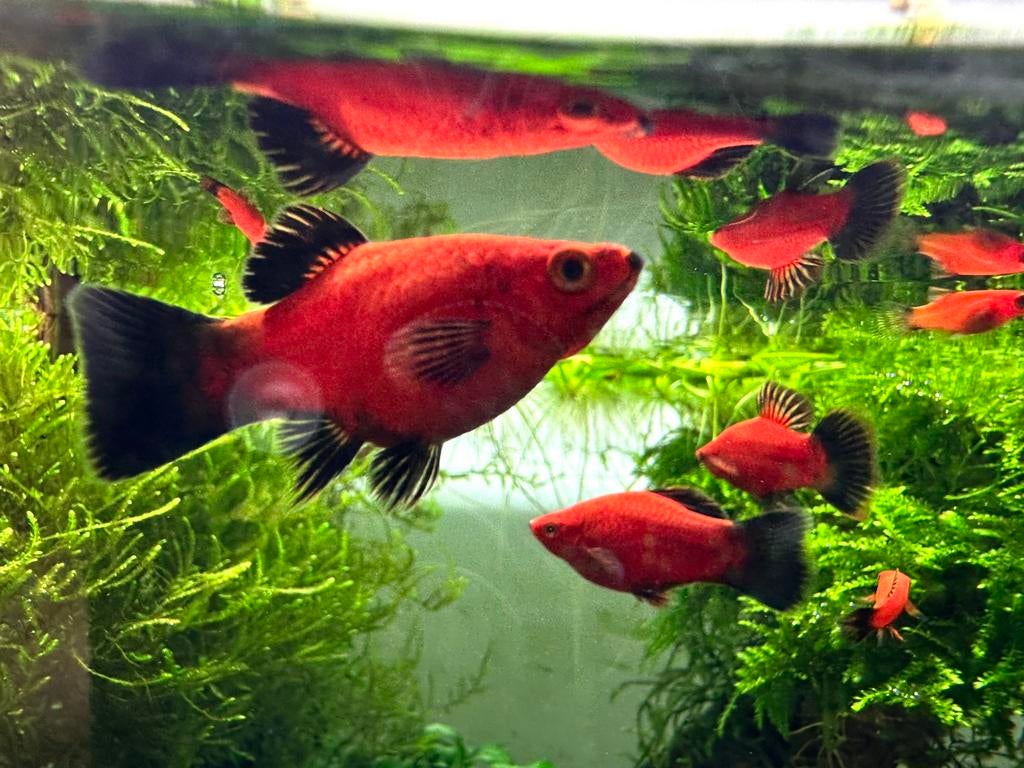 Platy Fuego Azteca EXTREME, Dieren en Toebehoren, Vis, Zoetwatervis