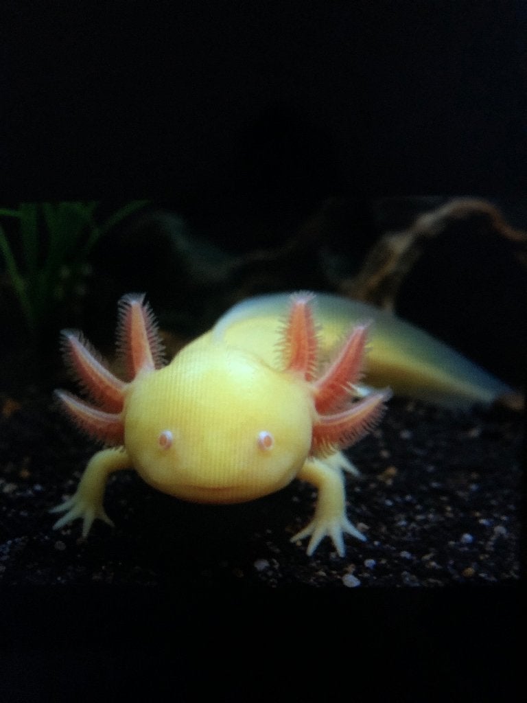 Axolotl albinos doré, Escargot ou Mollusque, Poisson d'eau douce