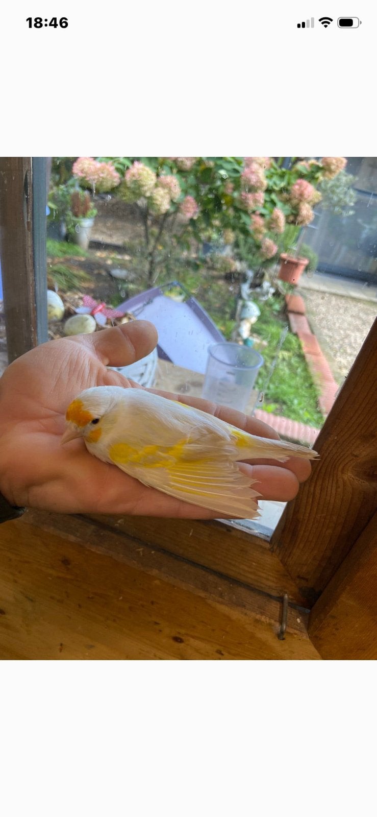 Kruisingen 2026, Mannelijk, Wildzangvogel, Geringd