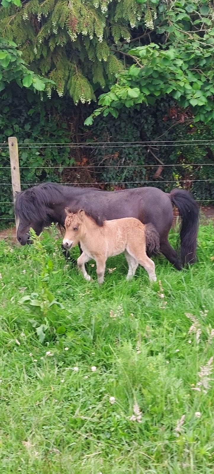 Shetlander, Dieren en Toebehoren, Pony's, Hengst