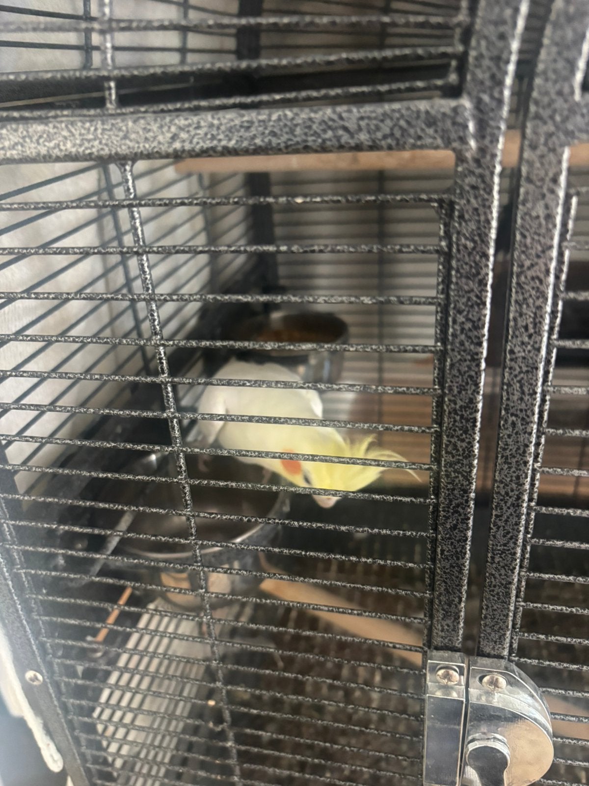 2 valkparieten kooi niet inbegrepen, Plusieurs animaux, Perruche, Bagué
