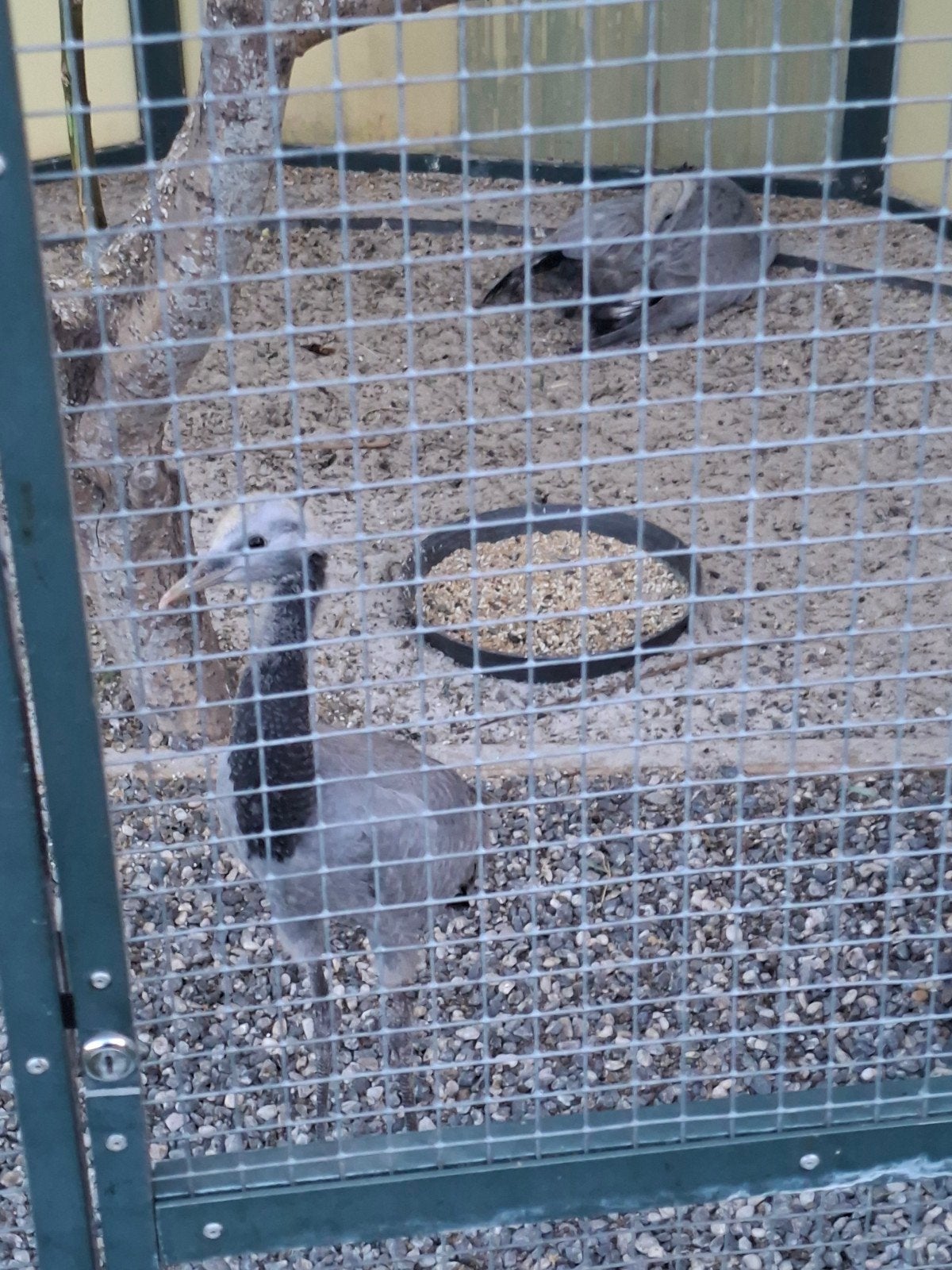 jufferkraanvogel, Dieren en Toebehoren, Vrouwelijk