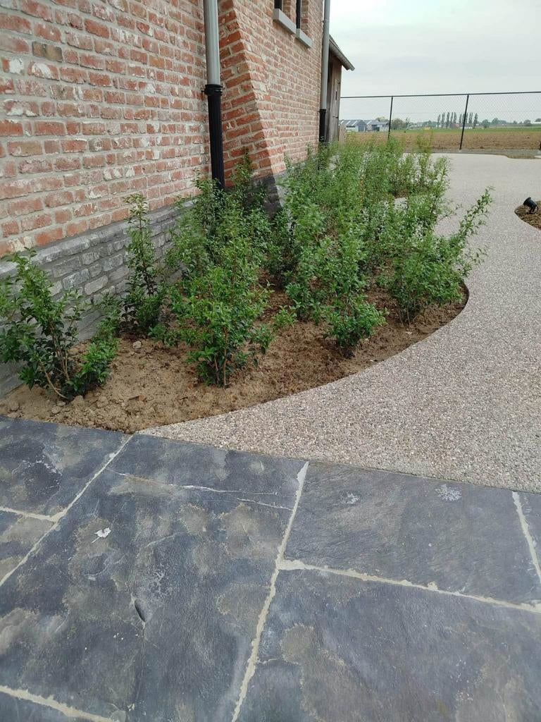 ‼️osmanthus Burkwoodii aan promoprijzen ‼️, Tuin en Terras, Ophalen, Taxus