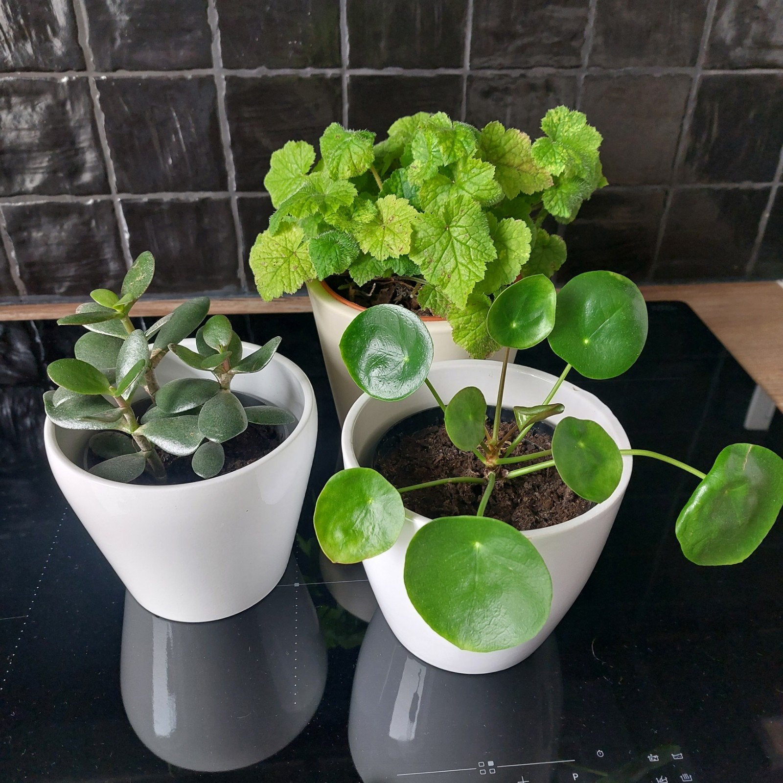 Kamerplanten, Ophalen