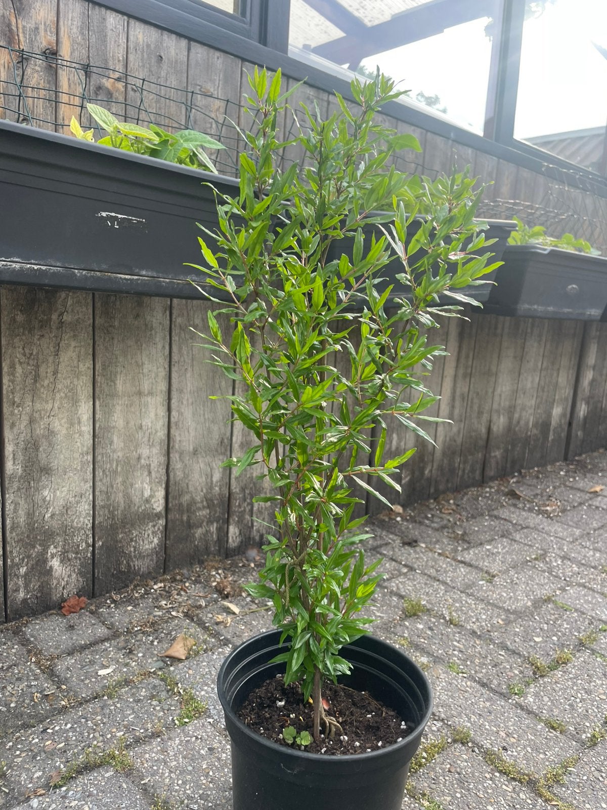 Jonge granaatappelbomen, Tuin en Terras, Planten | Bomen, Ophalen