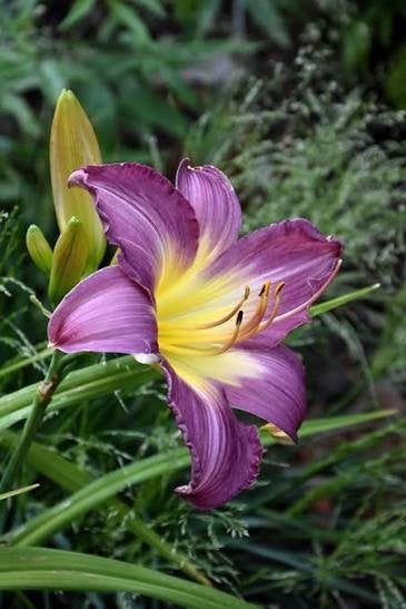 Hemerocallis Purple Waters, Enlèvement