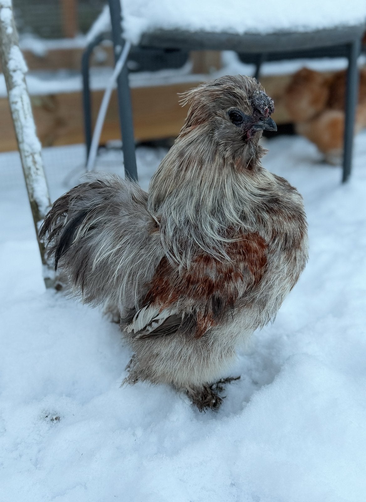Zilverpatrijs zijdehoen haantje, Dieren en Toebehoren, Mannelijk, Kip