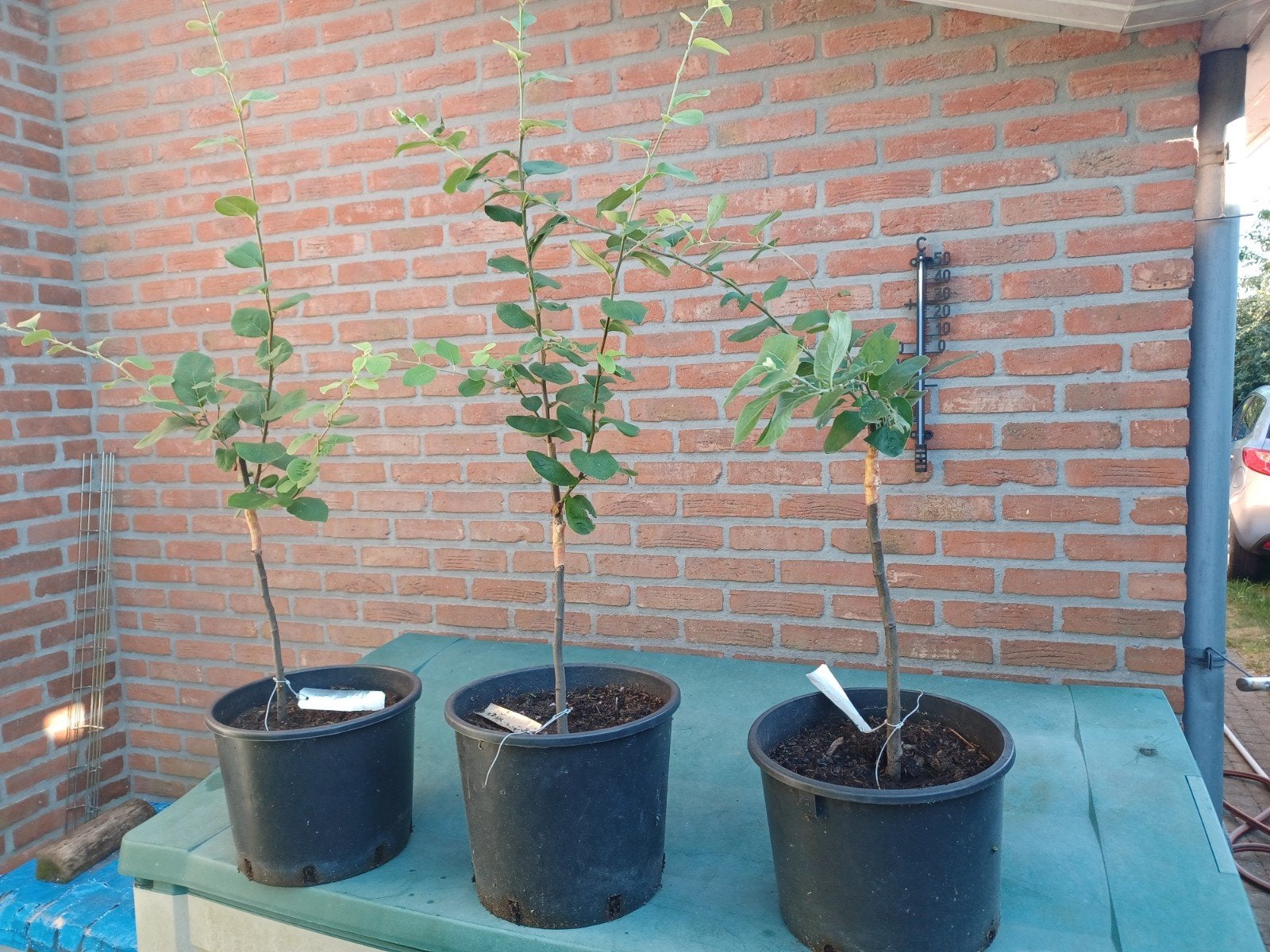 Cognassiers greffés, Jardin & Terrasse, Enlèvement