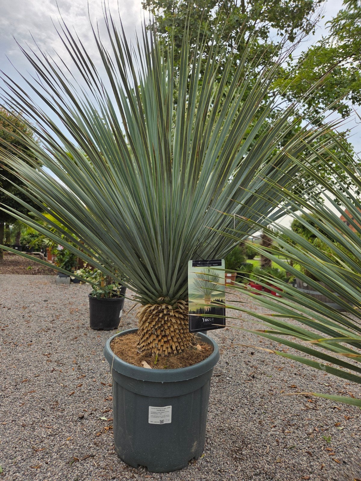 Mooi gevulde yucca Rostrata, Ophalen