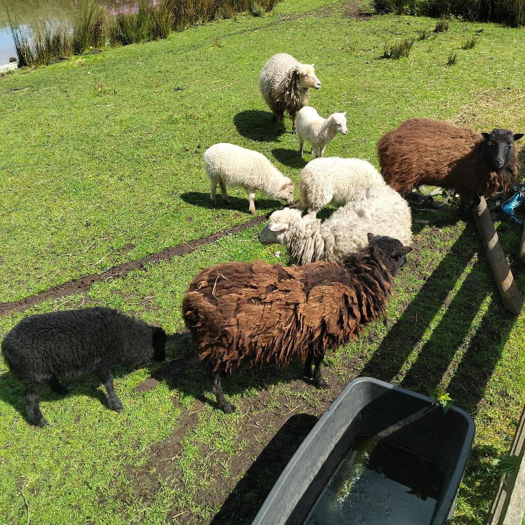 Ouessant schapen