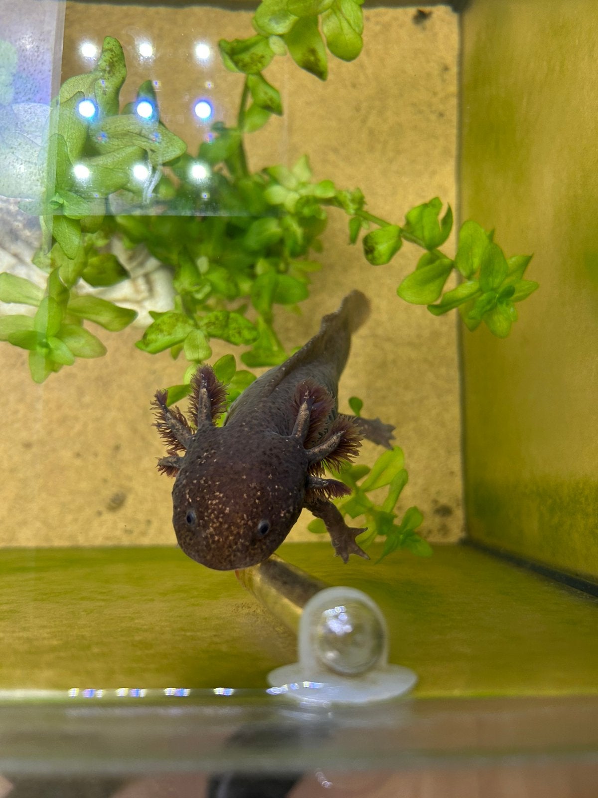 Koppel axolotll, Dieren en Toebehoren, Reptielen en Amfibieën