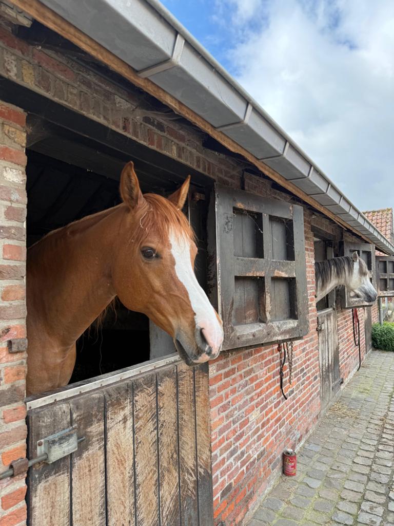 Arabische ruin vos te koop, Dieren en Toebehoren, Paarden