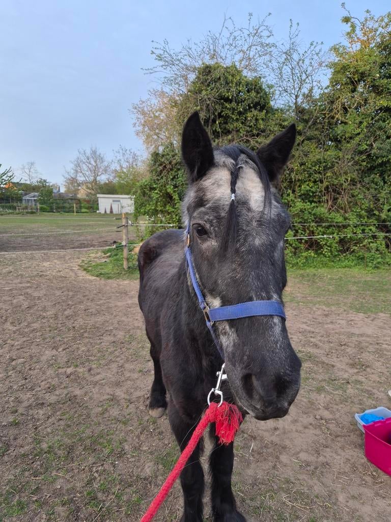 Weidemaatje, Dieren en Toebehoren
