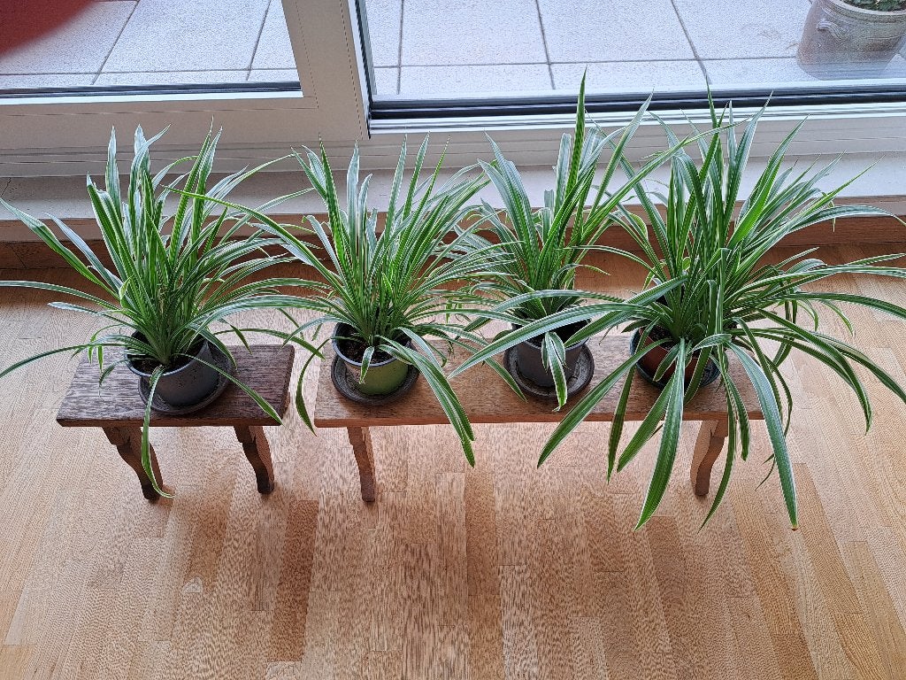 kamerplanten, Huis en Inrichting, Ophalen, Overige soorten, In pot, Minder dan 100 cm