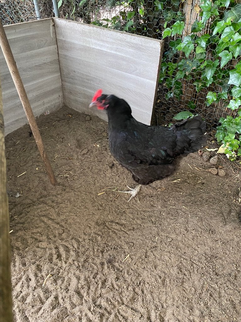 Yersi giant hennen, Femelle, Poule ou poulet