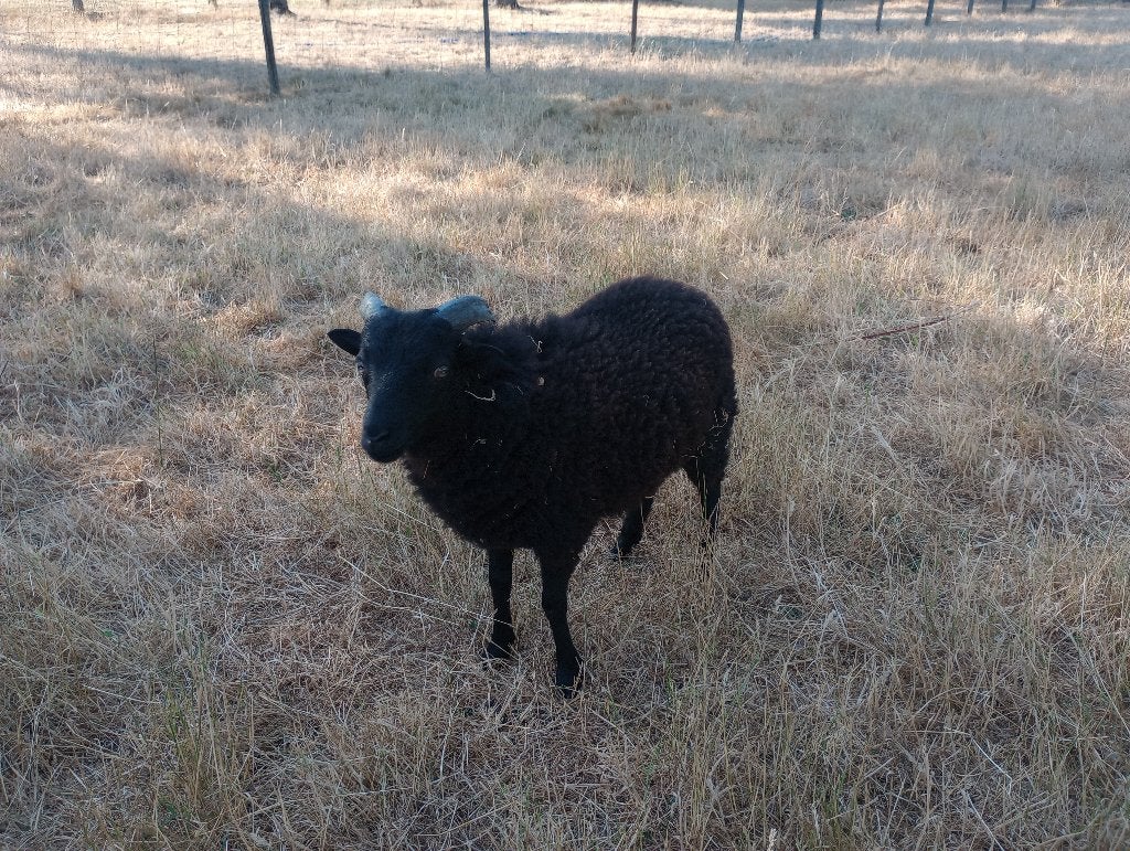 Ouissant ram lam, Dieren en Toebehoren, Schapen, Geiten en Varkens, Mannelijk, Schaap, 0 tot 2 jaar