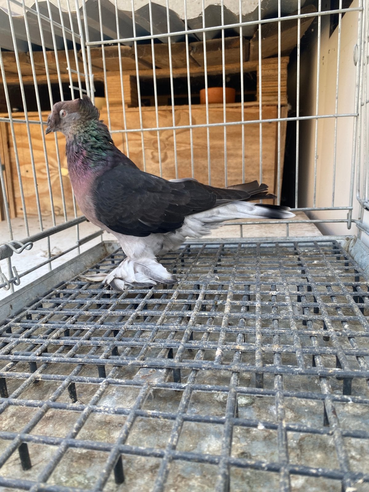Cift tepeli morbas Mannelijk, Dieren en Toebehoren, Mannelijk