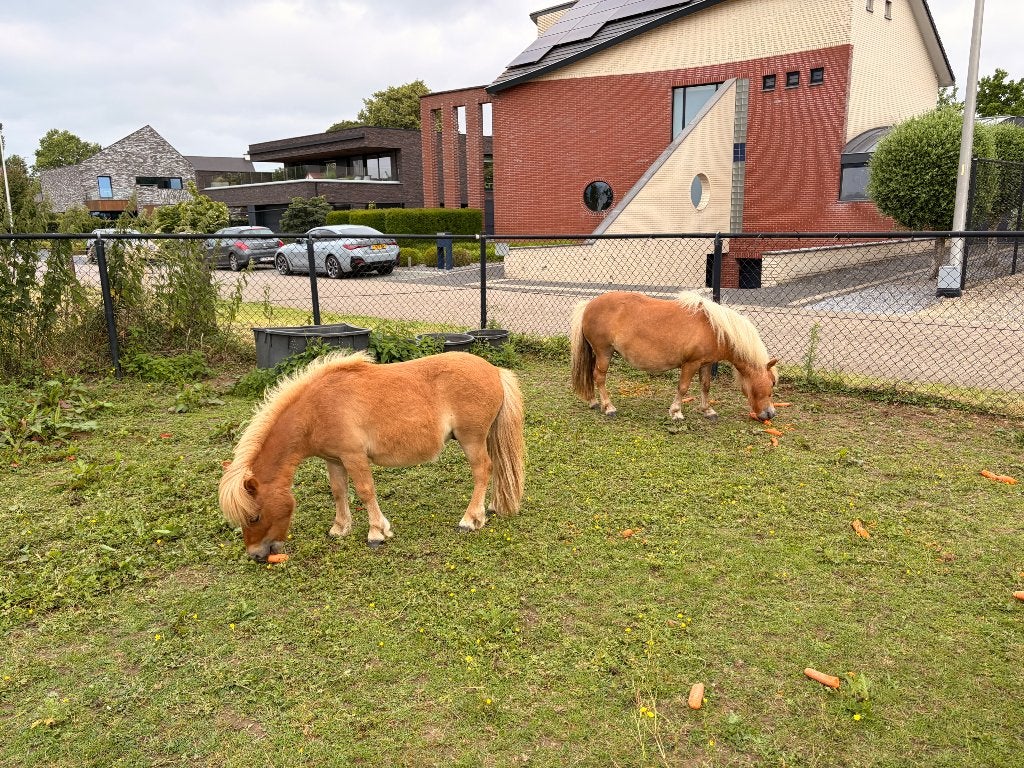 Shetlander duo, Gechipt, Zadelmak, A pony (tot 1.17m), Meerdere dieren