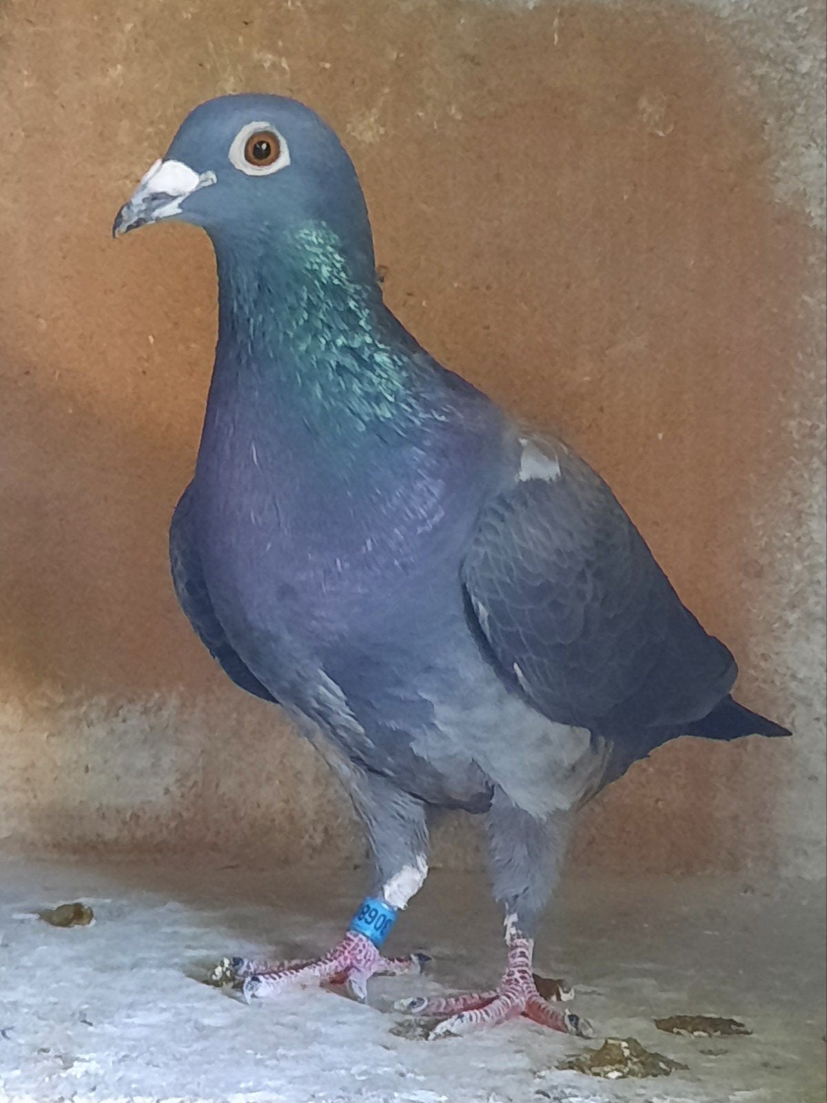 Zwarte postduif, doffer., Dieren en Toebehoren, Postduif