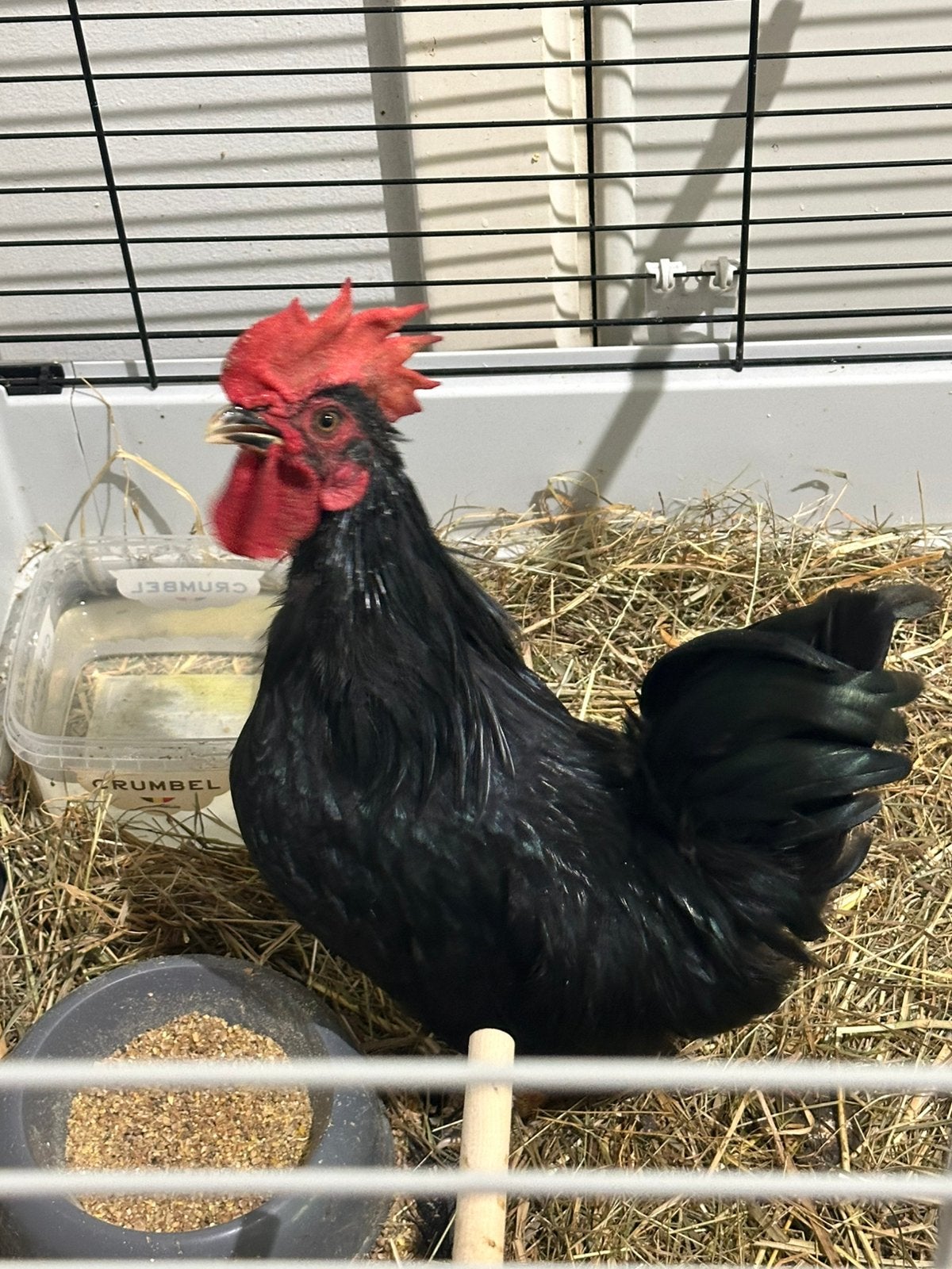 Lieve chabo haan gratis, Dieren en Toebehoren
