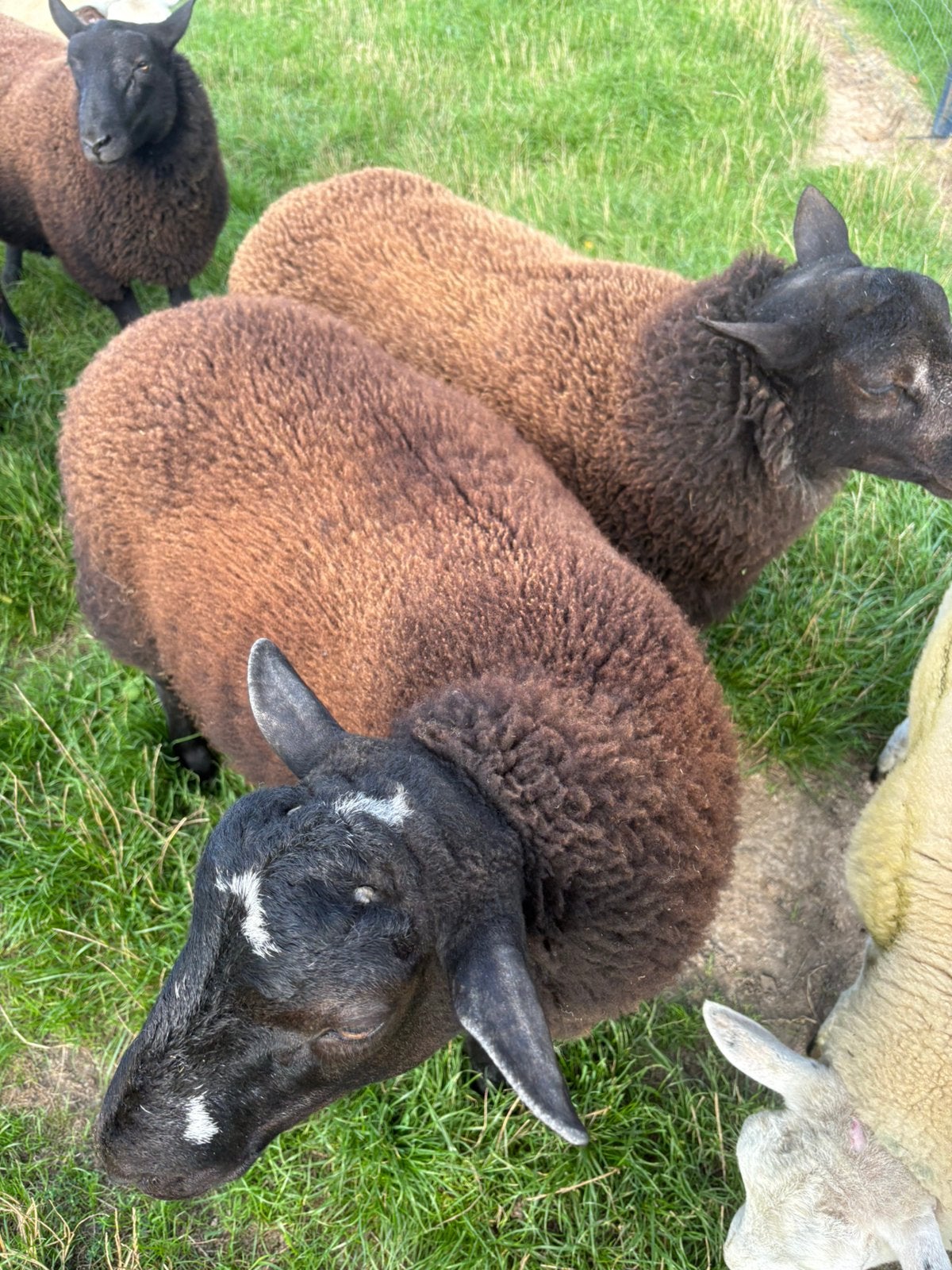 Agneaux de mars, Dieren en Toebehoren