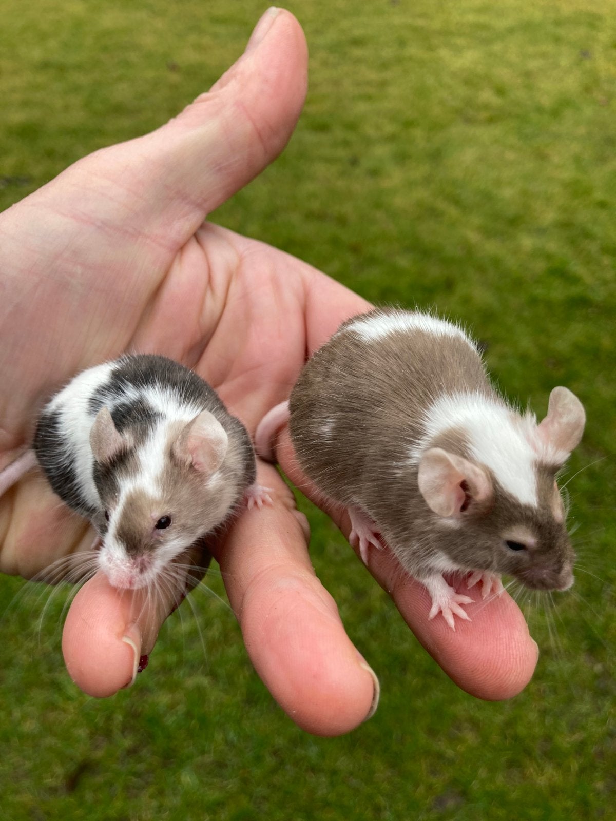 Kleur muis, Dieren en Toebehoren, Muis, Juli, Meerdere dieren, Tam