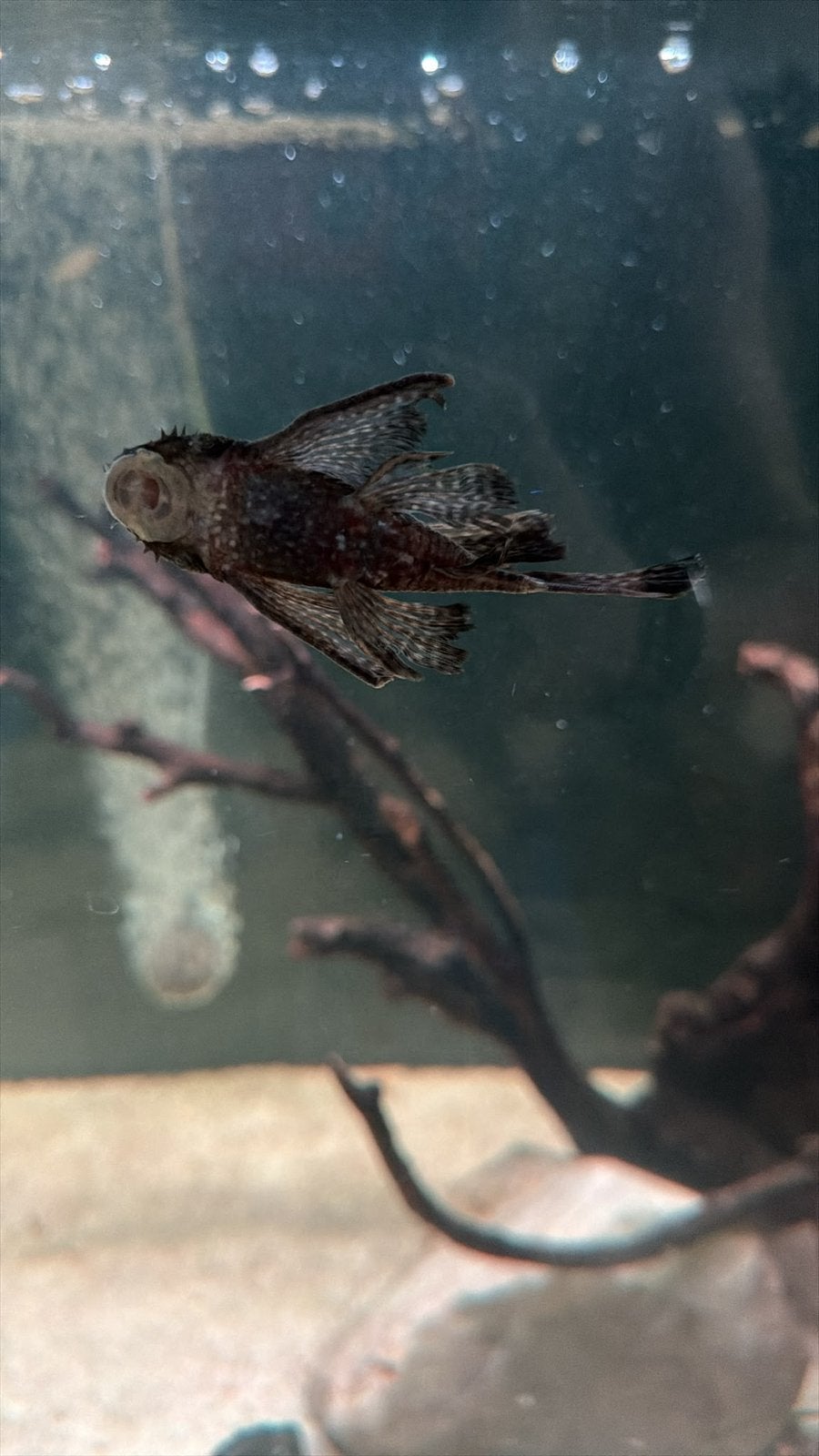 Black longfin ancistrus, Enlèvement