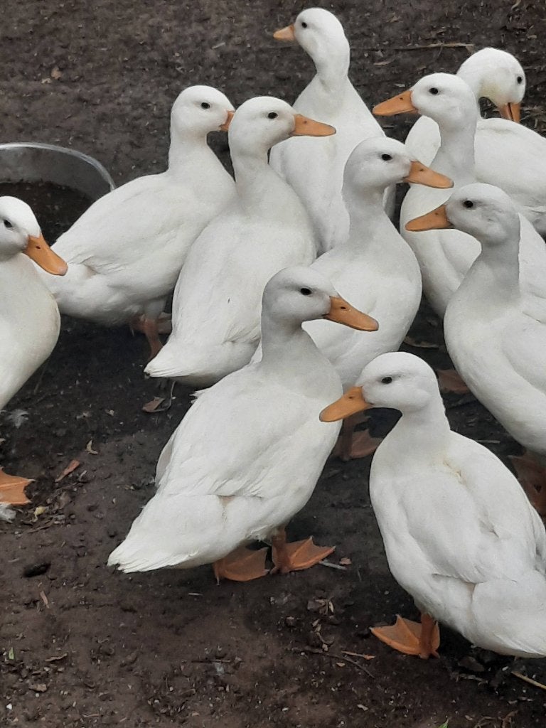 Kwakers eenden, Dieren en Toebehoren, Geslacht onbekend, Eend
