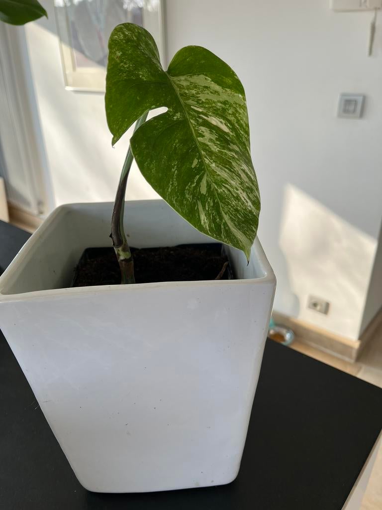 Monstera variegata in witte pot, Enlèvement, Comme neuf