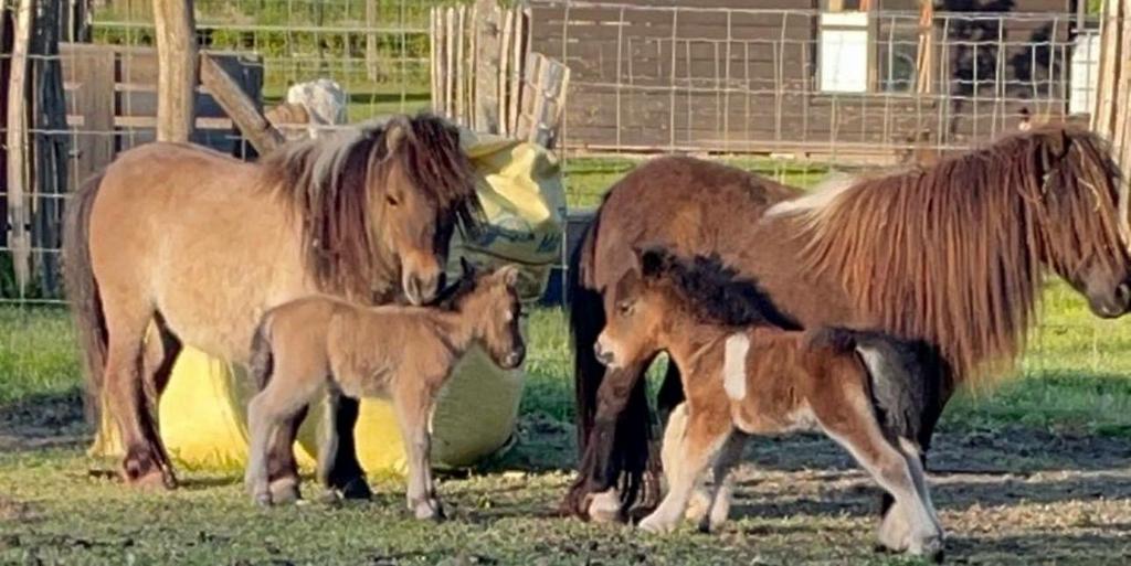 Mini chetland pony’s, Dieren en Toebehoren, Pony's, Merrie