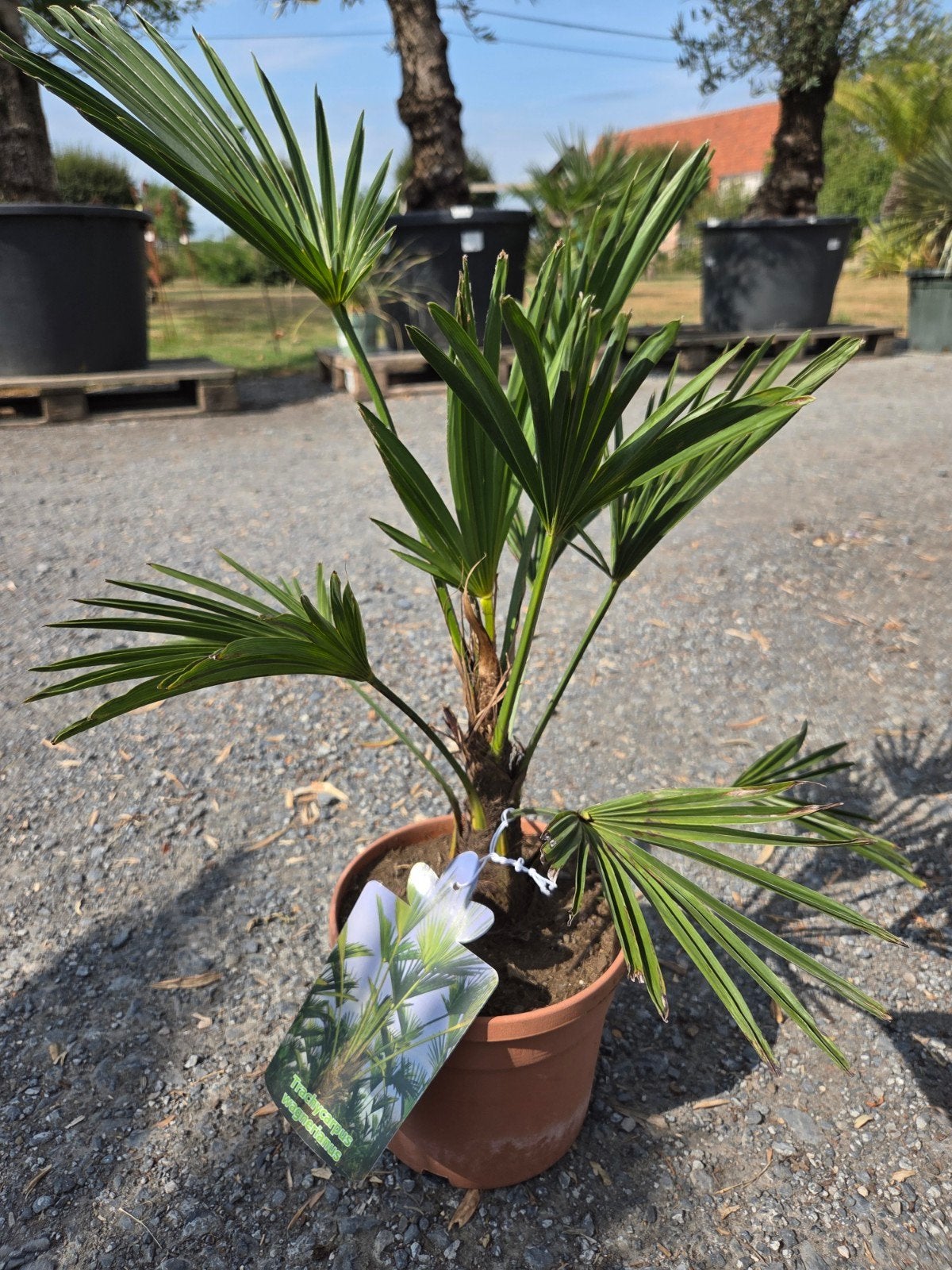 Palmboom Trachycarpus Wagnerianus, Tuin en Terras, Ophalen, Palmboom
