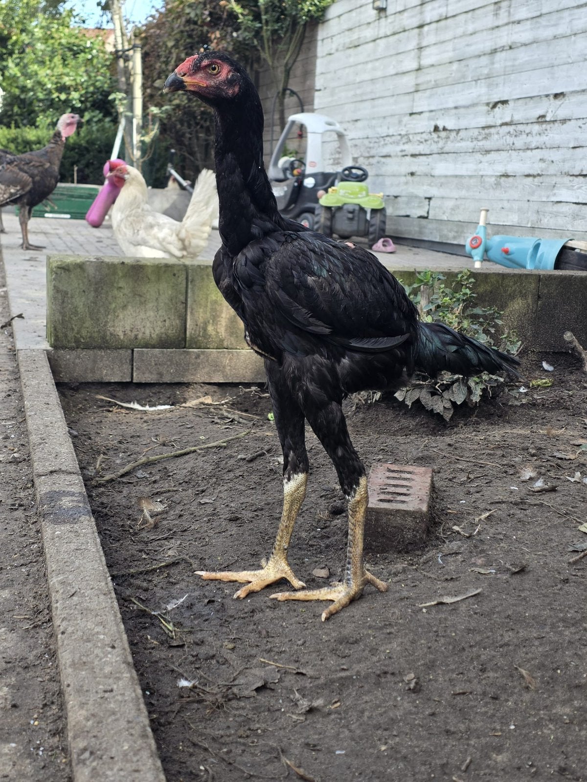 O Shamo haan 60€     koppel 80€  na 5 stuks 50€ per stuk, Dieren en Toebehoren, Meerdere dieren, Kip