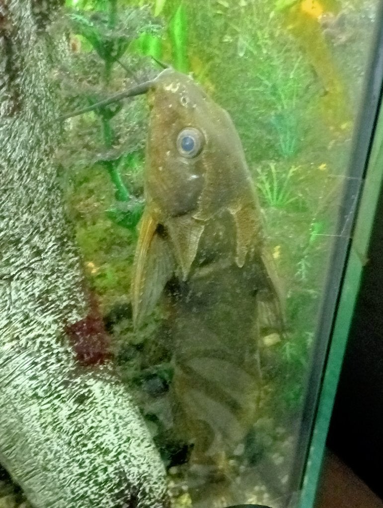 Vissen, Vis, Zoetwatervis