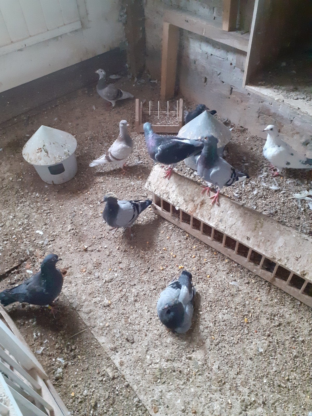slacht duiven, Dieren en Toebehoren, Vogels | Duiven