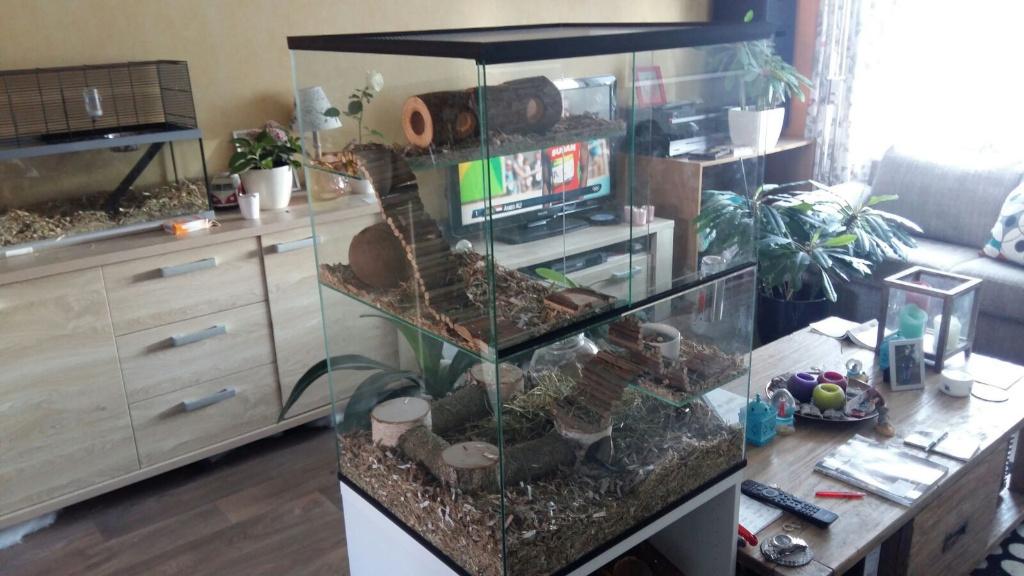 Glazen kooi voor degoes gerbils ratten en muizen, 60 tot 90 cm, Ophalen of Verzenden, Muis, Hok