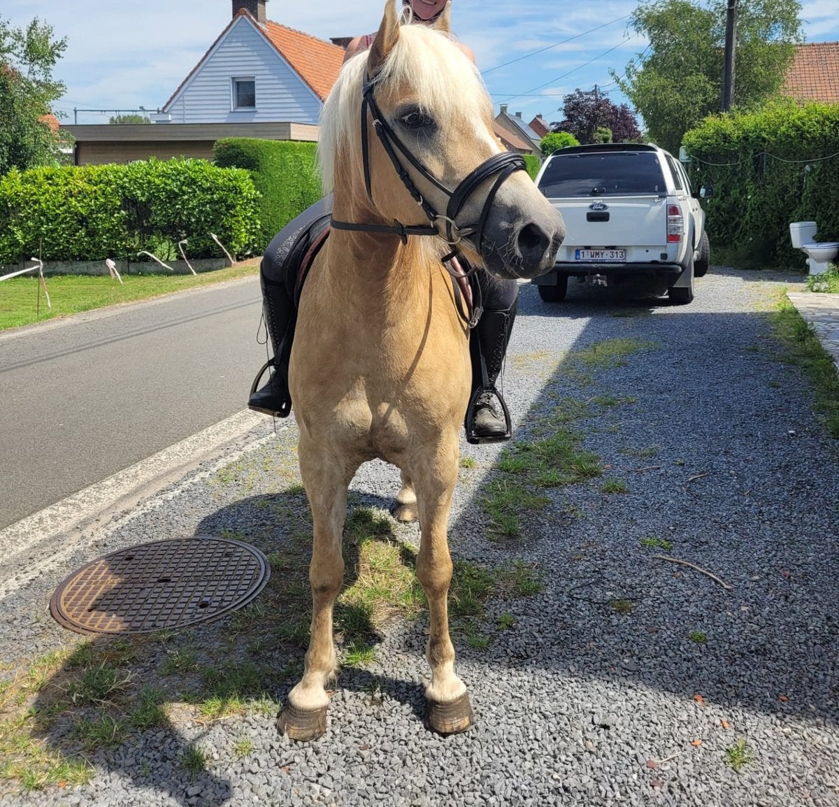 Haflinger ruin onder het zadel en betuigd, Dieren en Toebehoren, Ophalen