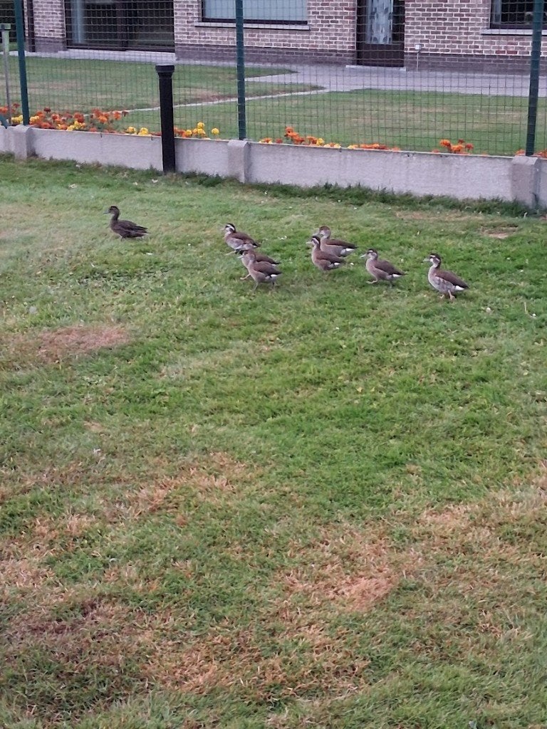 roodschoudertaling   siereenden, Dieren en Toebehoren, Pluimvee, Meerdere dieren, Eend