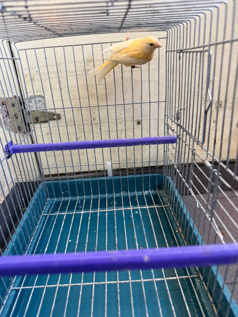 Canaris femelle 2025, Animaux & Accessoires