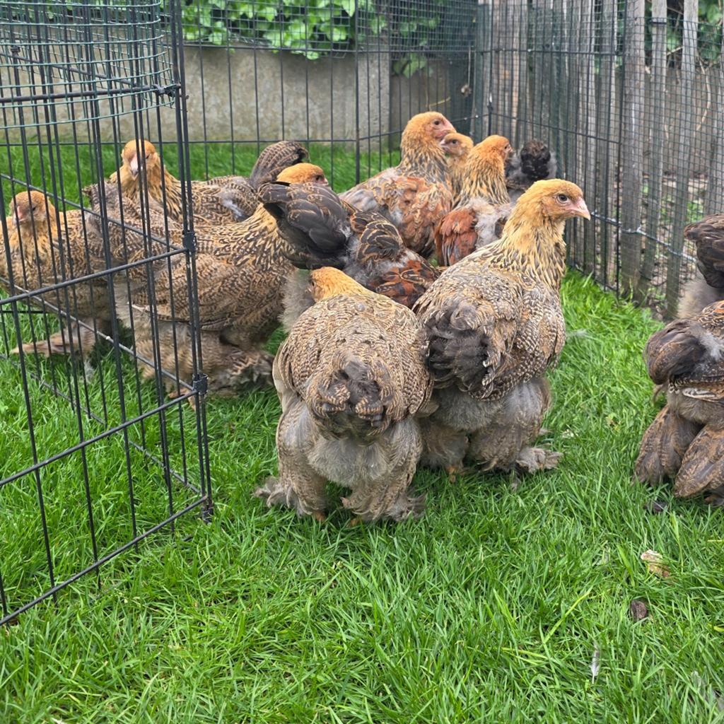 Brahma goudpatrijs hennen, Dieren en Toebehoren, Pluimvee