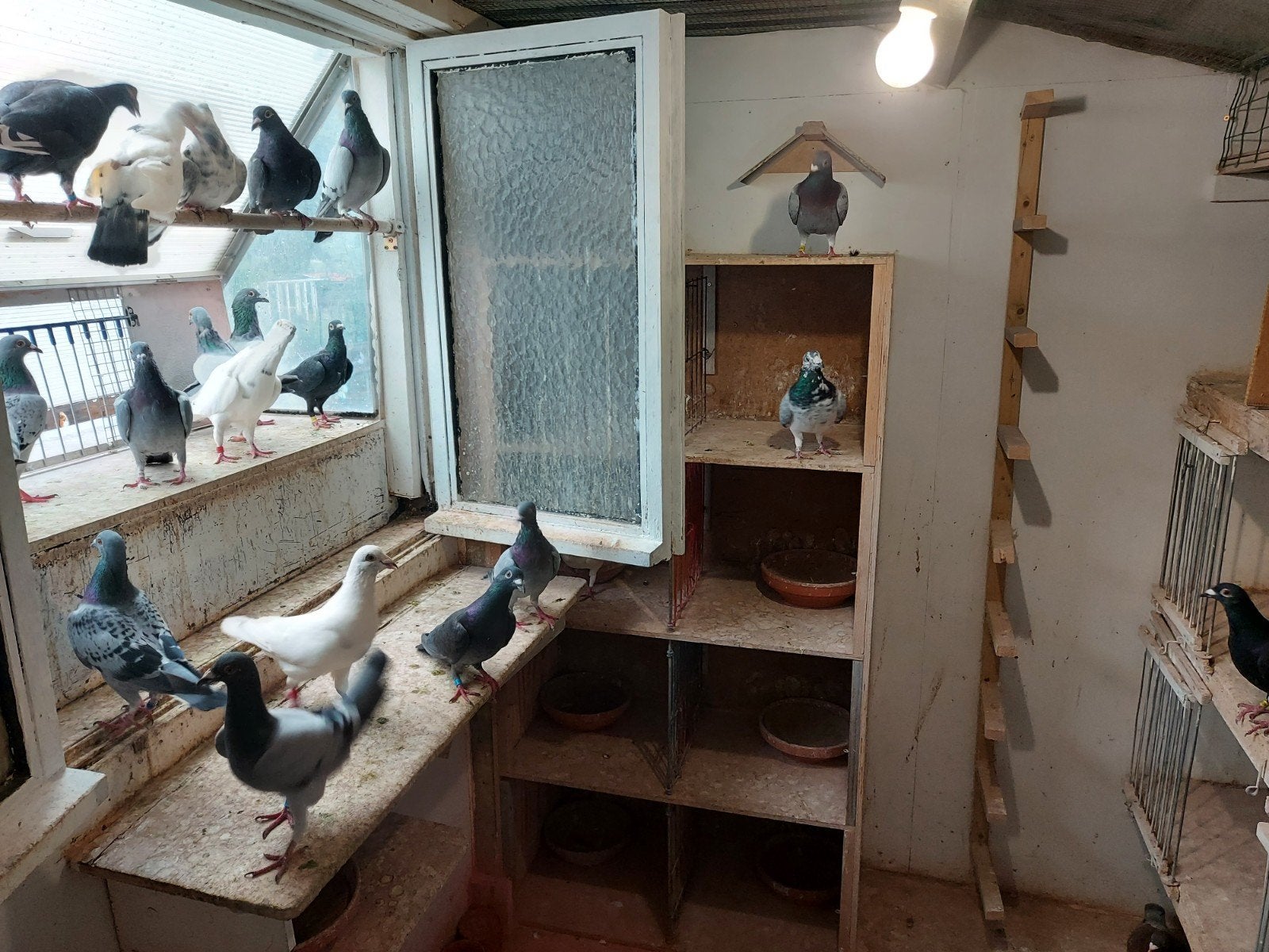 enkele vliegduiven, Meerdere dieren, Postduif